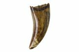 Theropod (Raptor) Tooth - Judith River Formation #144894-1